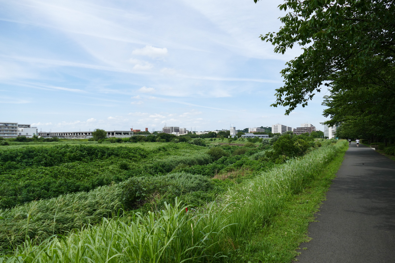 鳥山川の土手