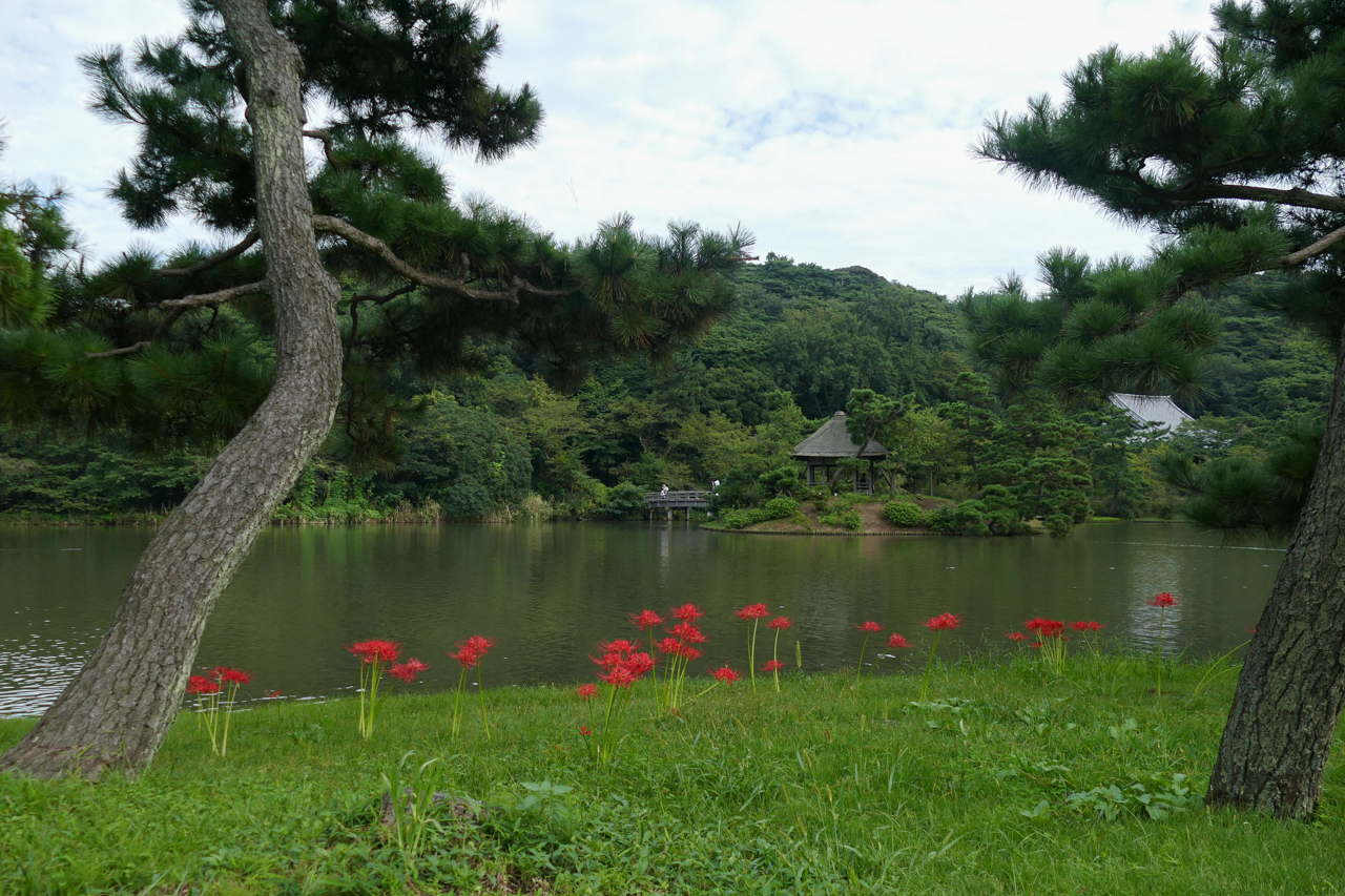 三渓園の彼岸花