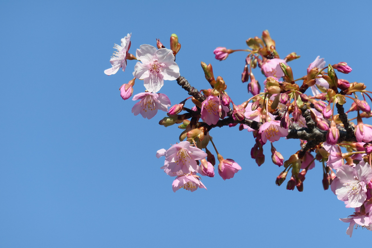 河津桜