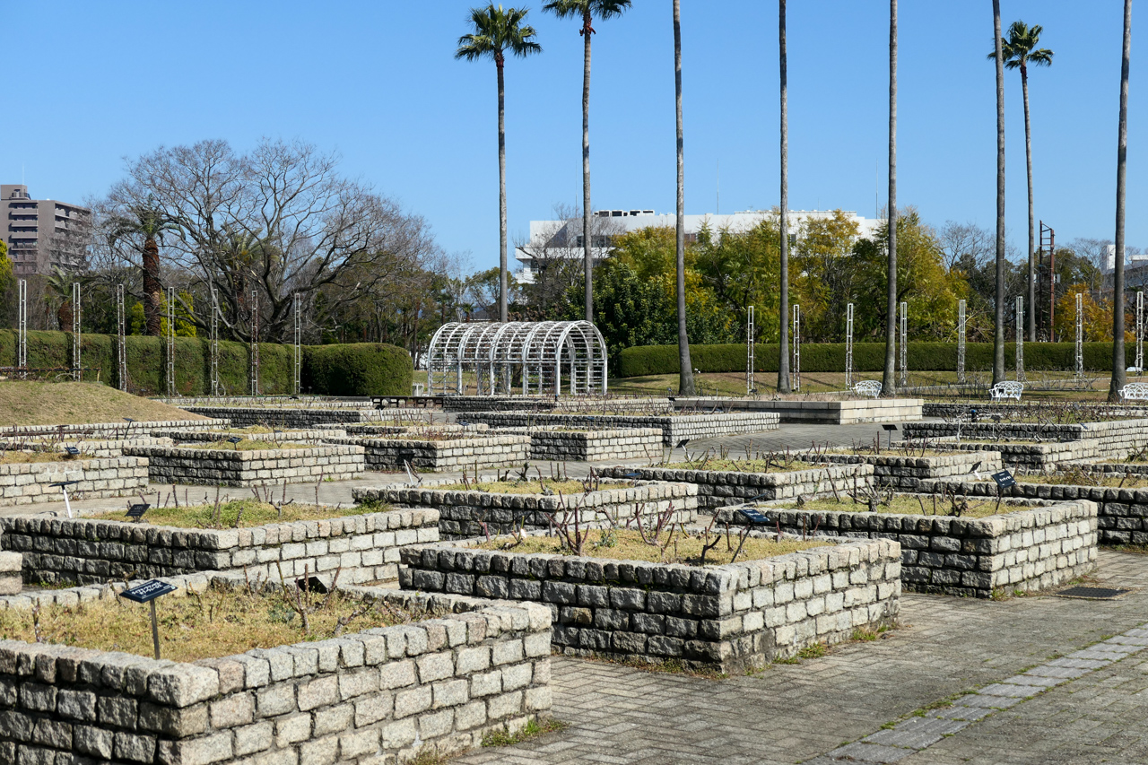 長居植物園のバラ園