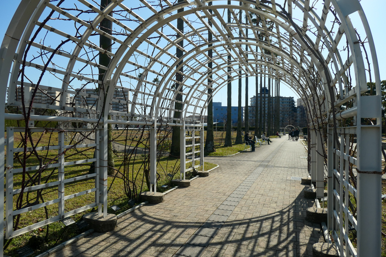 長居植物園のバラ園