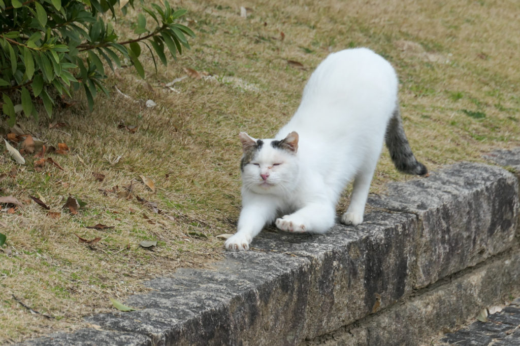 大泉緑地の猫