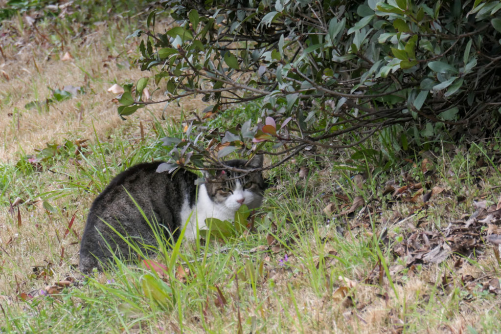 大泉緑地の猫