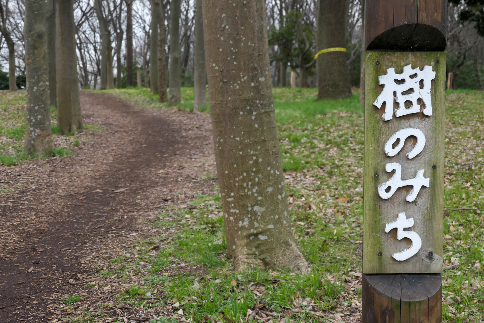 冬の大泉緑地 IWANOTE