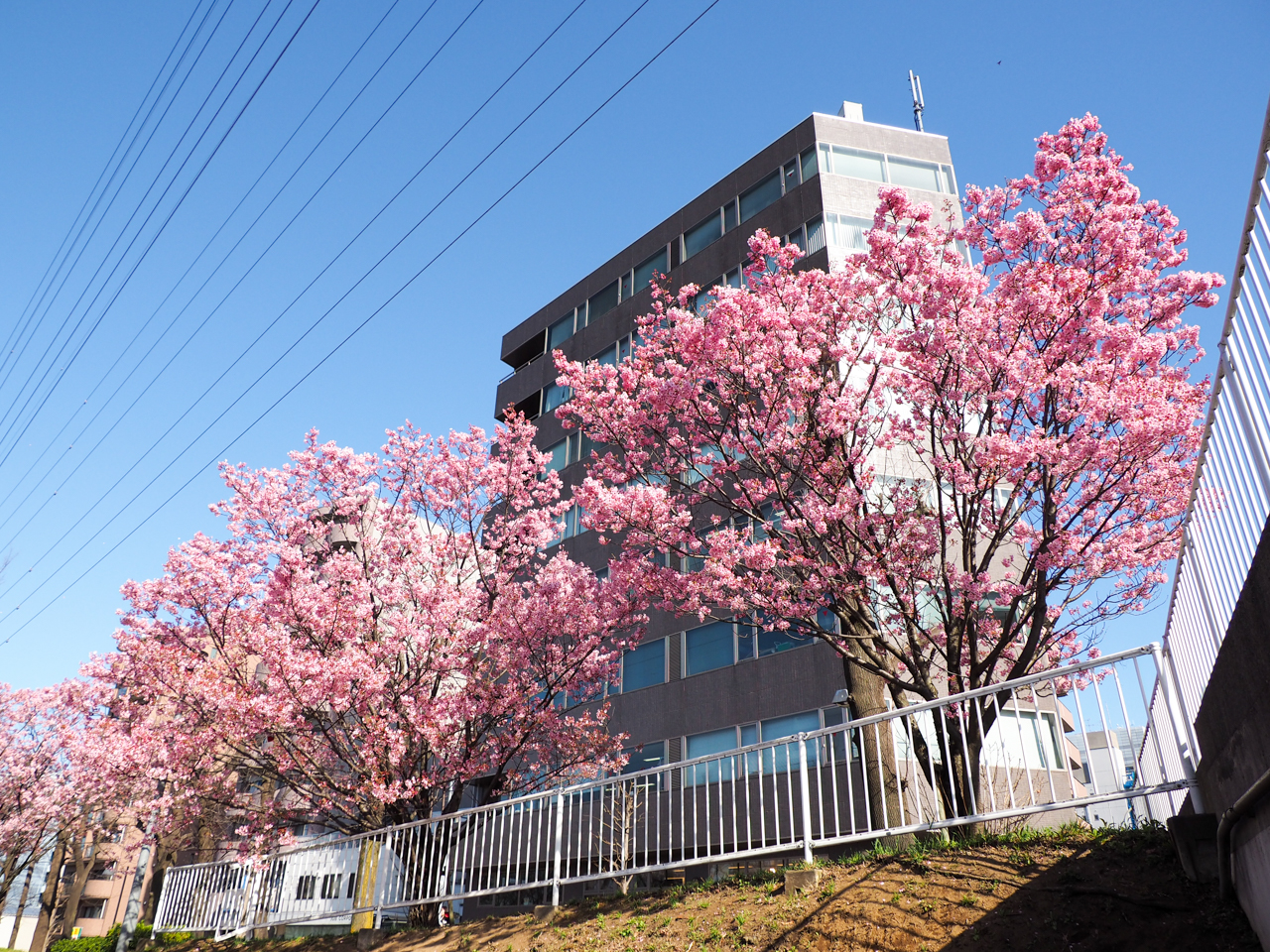 新横浜の横浜緋桜