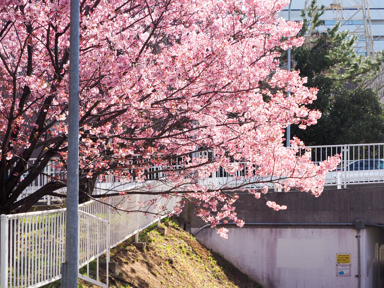 新横浜の横浜緋桜