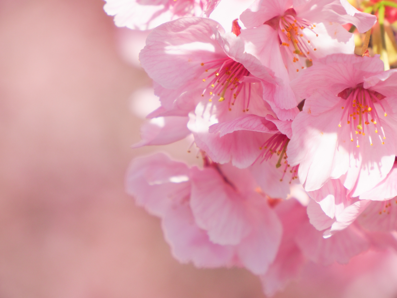 新横浜の桜