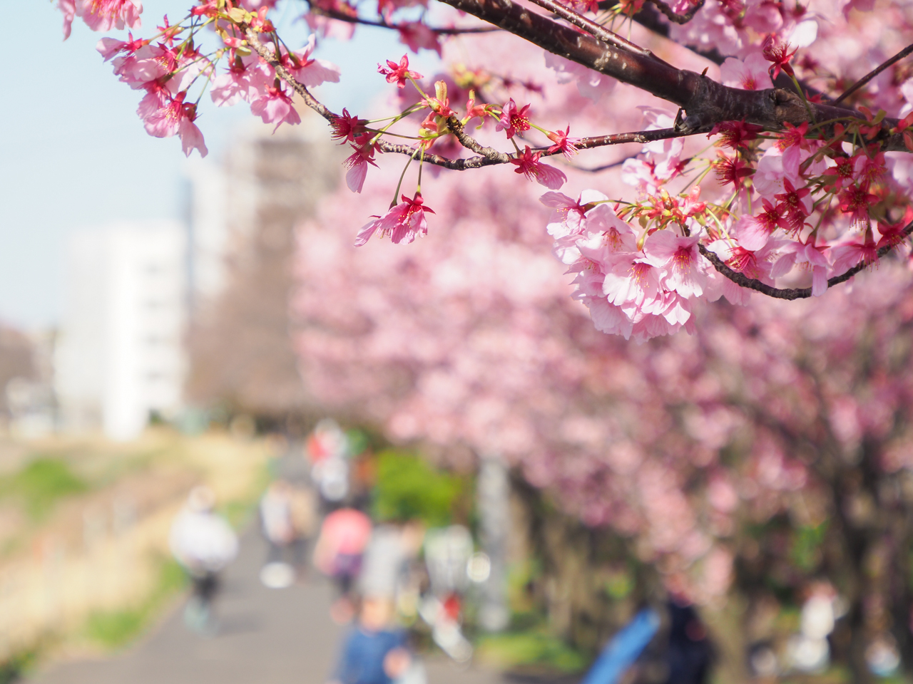 新横浜の横浜緋桜