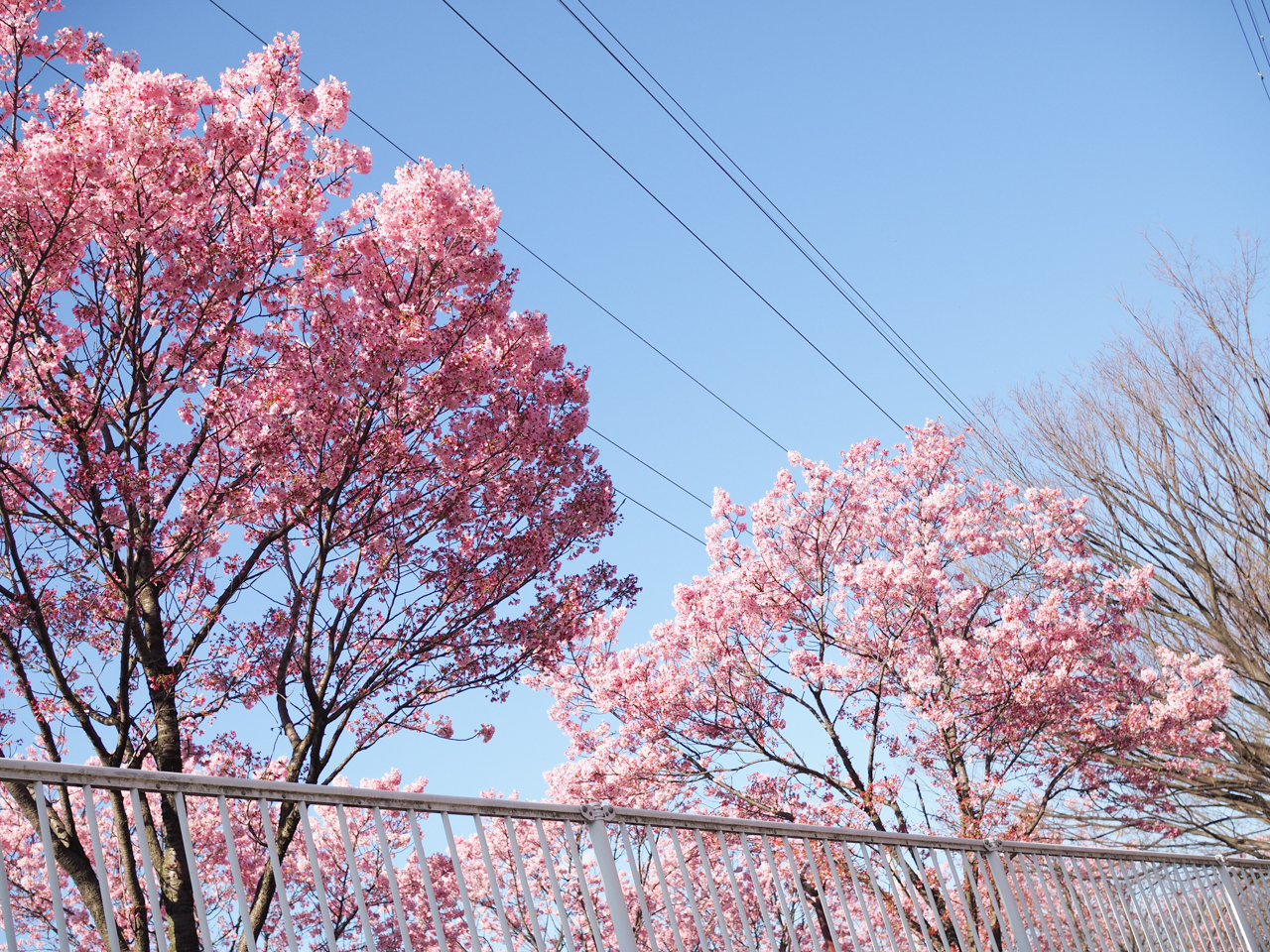 新横浜の横浜緋桜